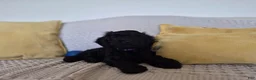 Cockapoo dogs for sale: Niall - Ad 2