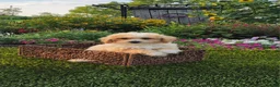 Havapoo dogs for sale: Avery - Ad 6