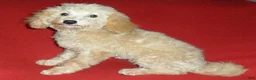 Miniature Poodle dogs for sale: Millie - Ad 7