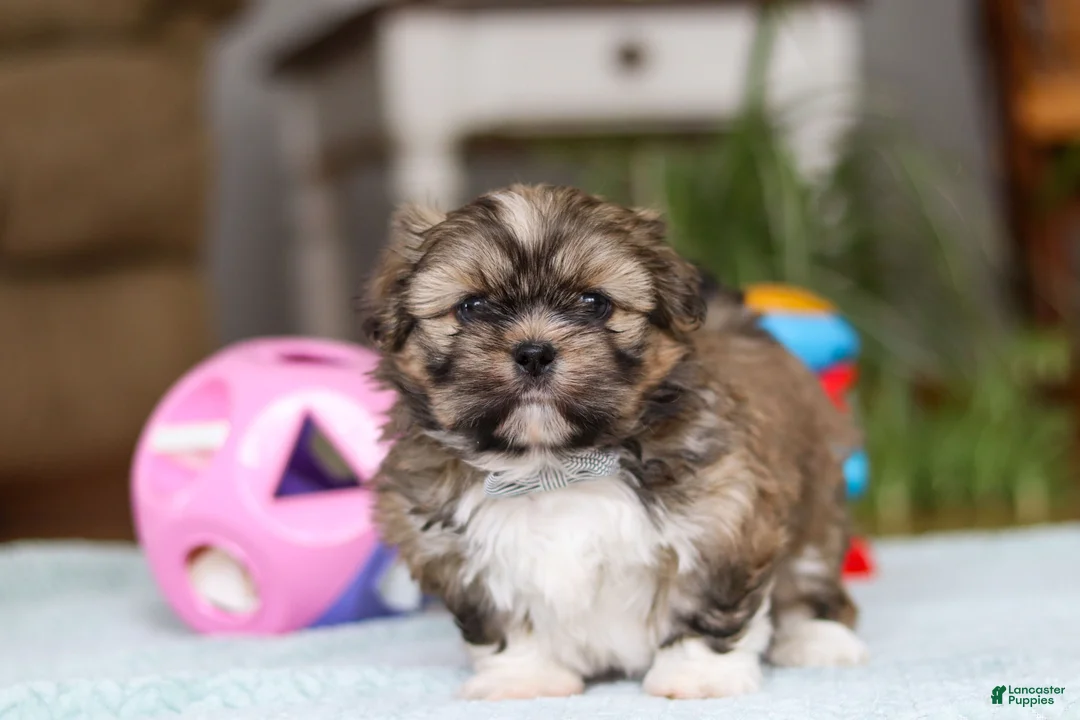 Shih Tzu dogs for sale: Carlson - Ad 10