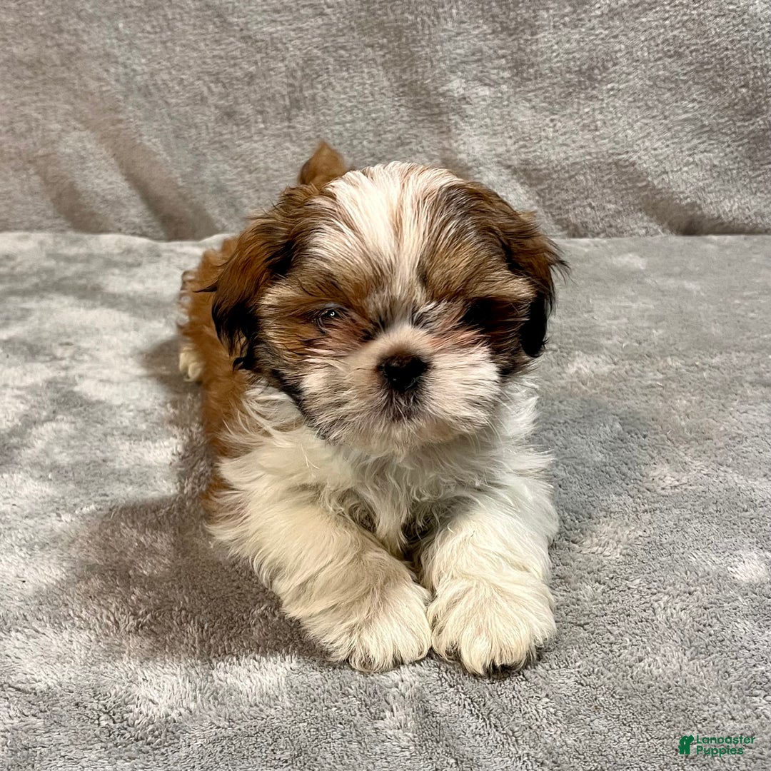 Shih Tzu dogs for sale: Harold - Ad 3