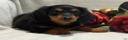 Miniature Dachshund dogs for sale: Pearl - Ad 7