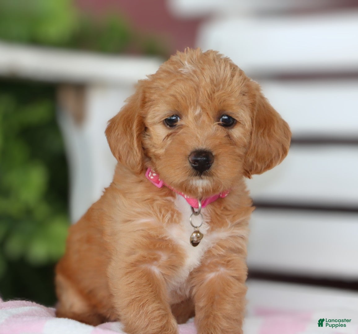 Miniature Labradoodle dogs Mia - Ad 2