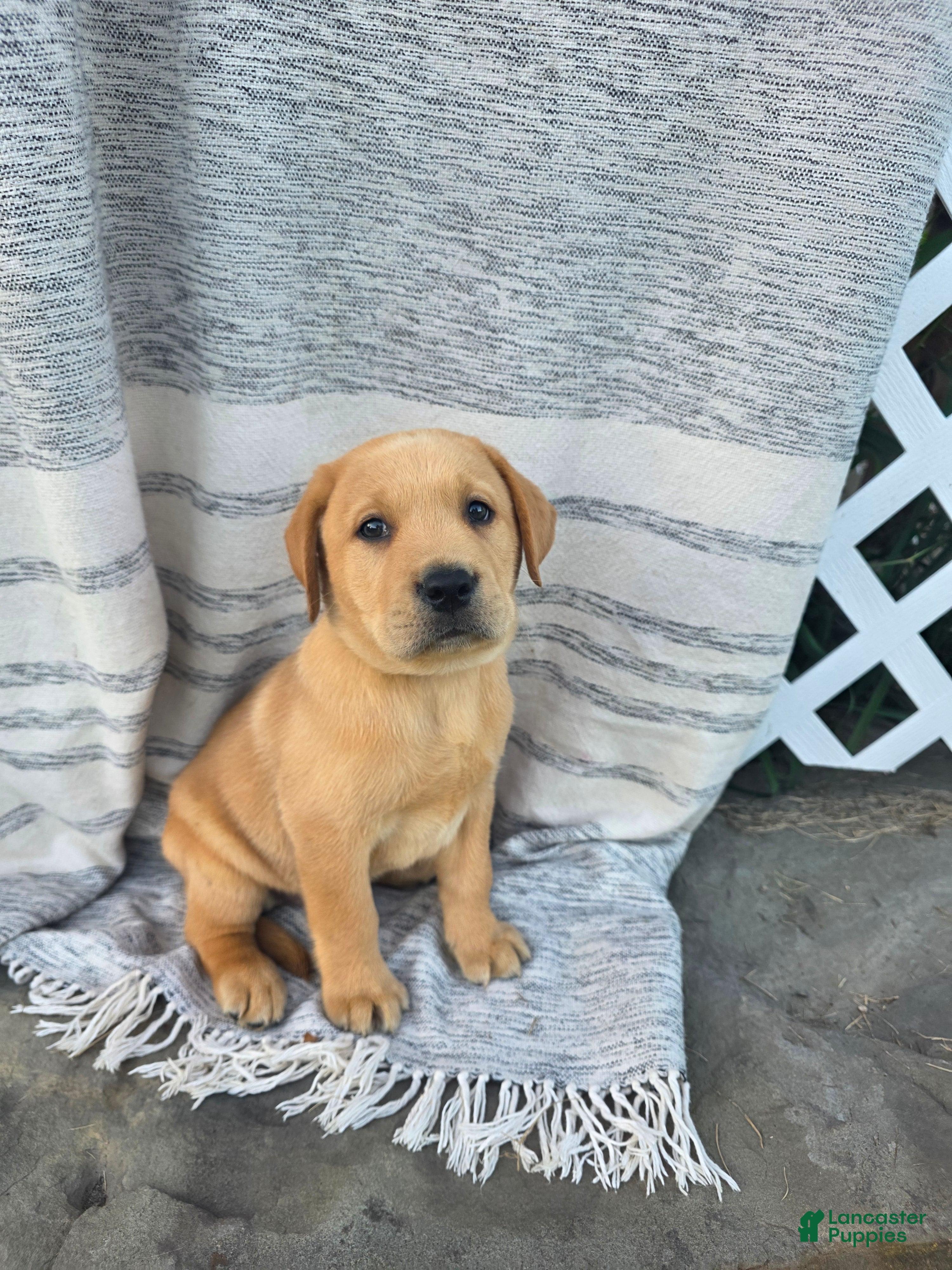 Labrador Retriever dogs Milo - Ad 1