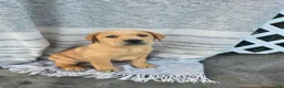 Labrador Retriever dogs for sale: Milo - Ad 1
