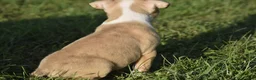 American Bully dogs for sale: American Bully 7 - Ad 3