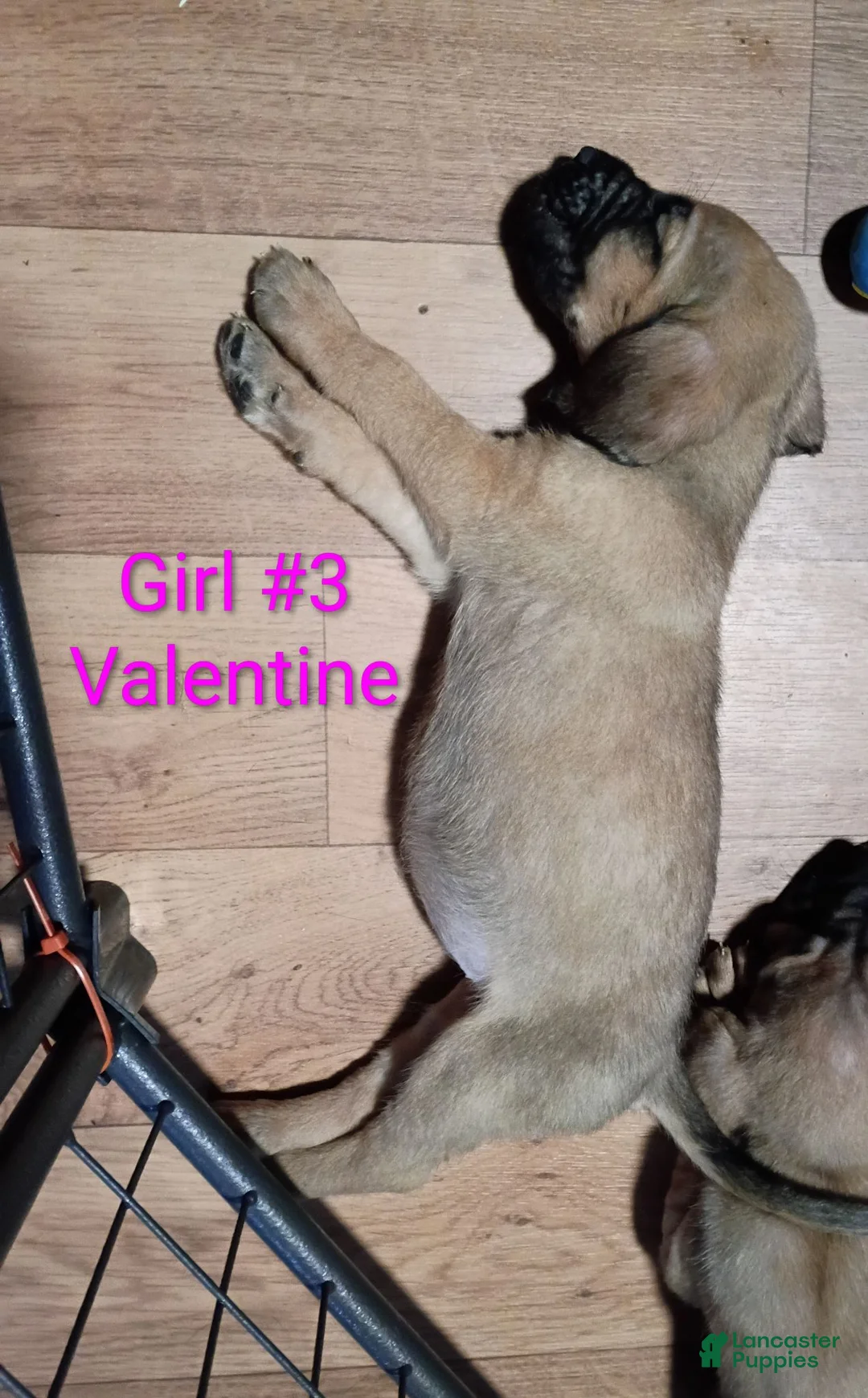 Mixed Breed dogs for sale: Valentine - Ad 2