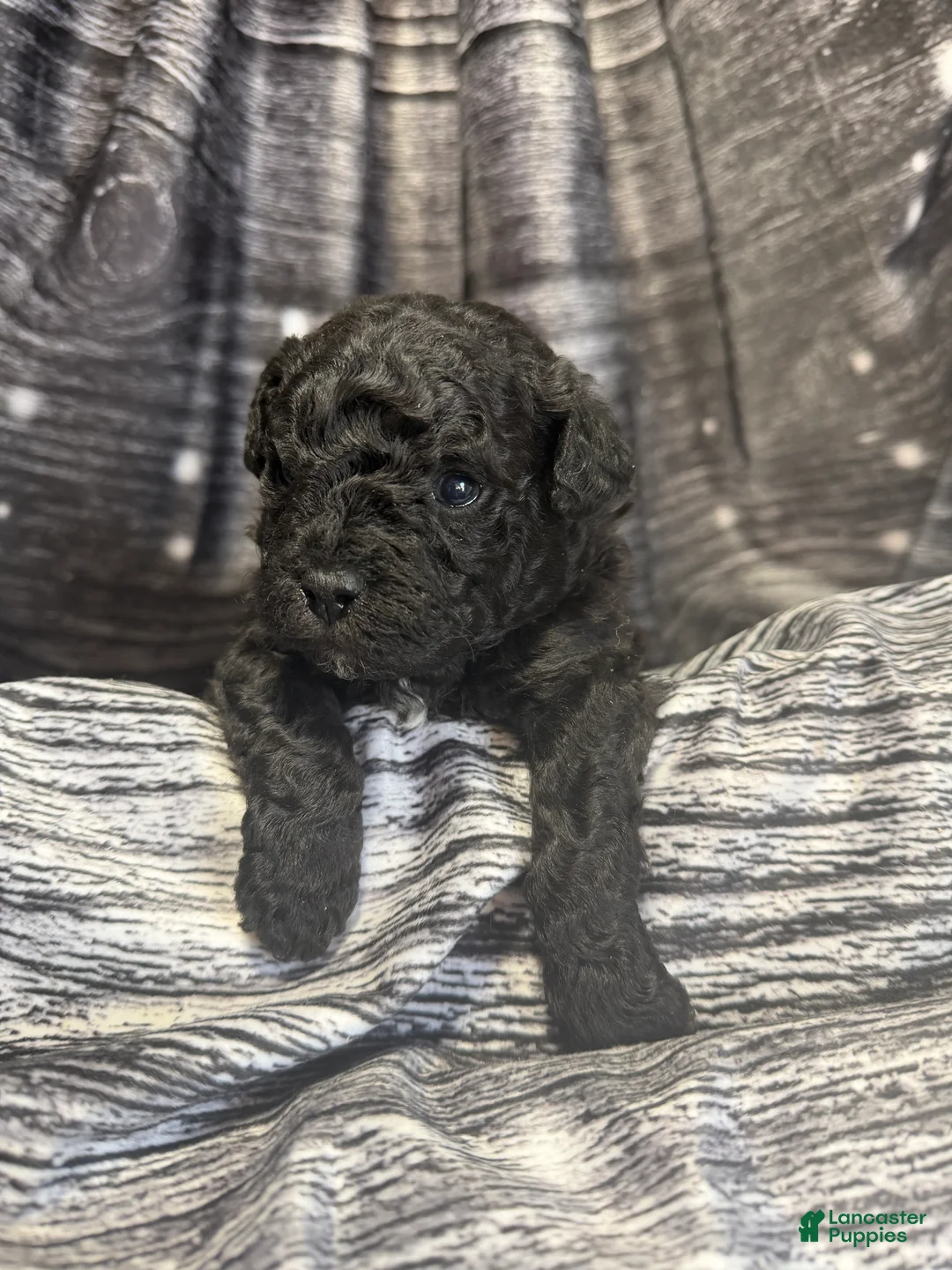 Maltipoo dogs for sale: Maltipoo Puppy 1 - Ad 4