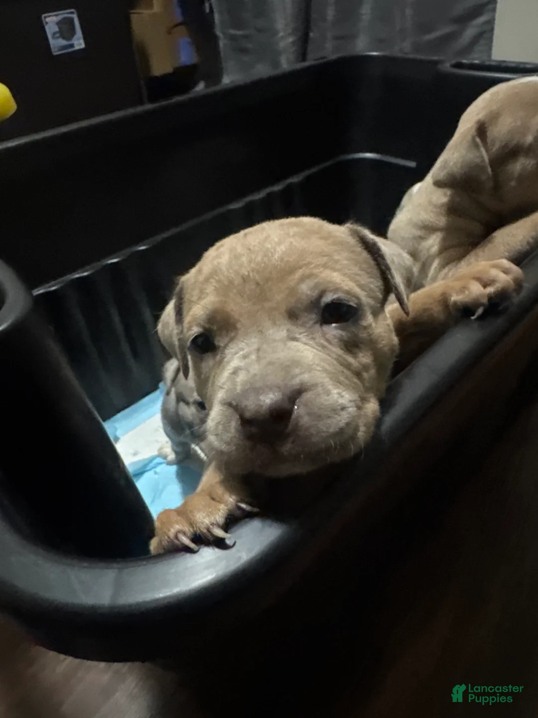 Mixed Breed dogs for sale: Sable  - Ad 2