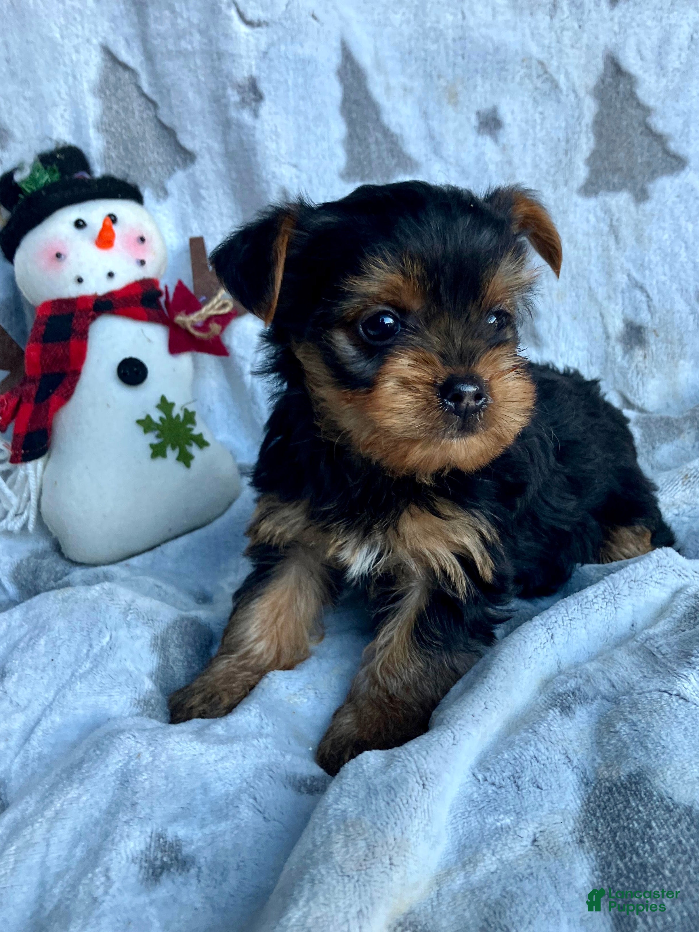 Yorkshire Terrier dogs Sparky - Ad 11