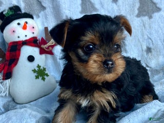 Yorkshire Terrier dogs Sparky - Ad 23