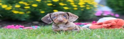 Miniature Dachshund dogs for sale: Precious - Ad 3