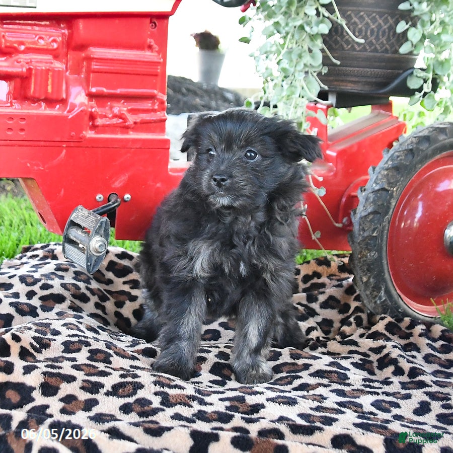 Pomapoo dogs Poppy - Ad 2
