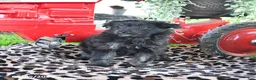 Pomapoo dogs for sale: Poppy - Ad 2