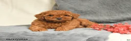 Maltipoo dogs for sale: Scarlet - Ad 3