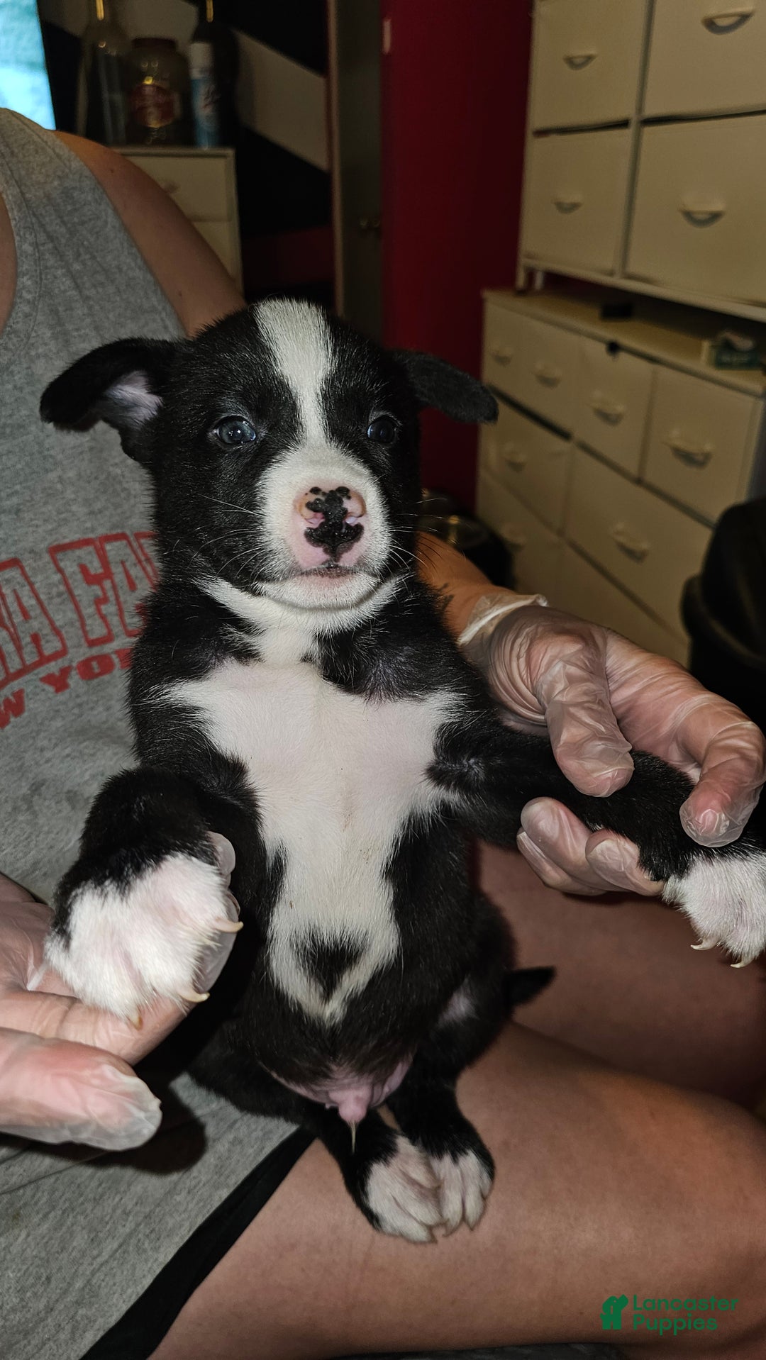 Mixed Breed dogs for sale: Camo - Ad 4