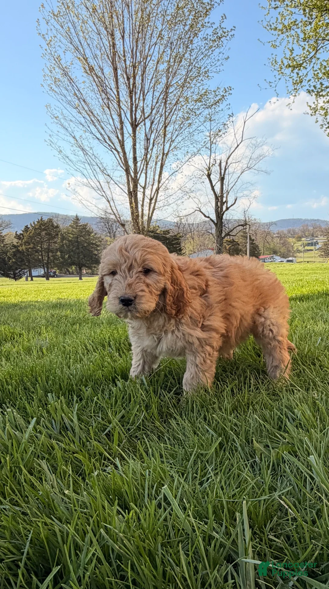 Goldendoodle dogs for sale: Goldendoodle Puppy 1 - Ad 5