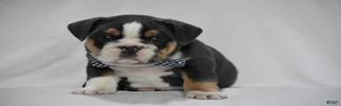 Banjo