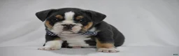 Beabull dogs for sale: Banjo - Ad 1