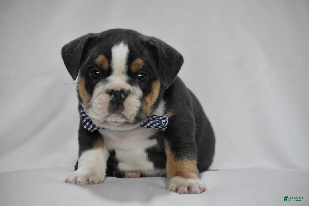 Beabull dogs for sale: Banjo - Ad 1