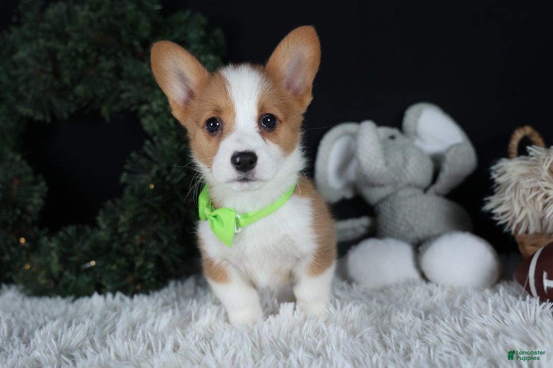 Welsh Corgi Pembroke dogs for sale: Hudson - Ad 11