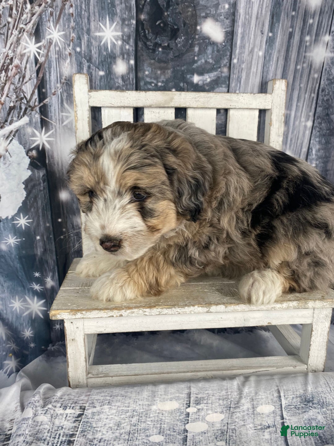 Aussiedoodle dogs for sale: Luke - Ad 11