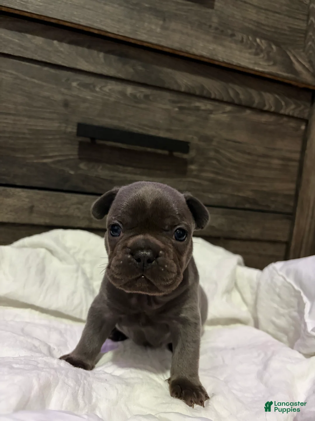 French Bulldog dogs for sale: Blaze - Ad 5