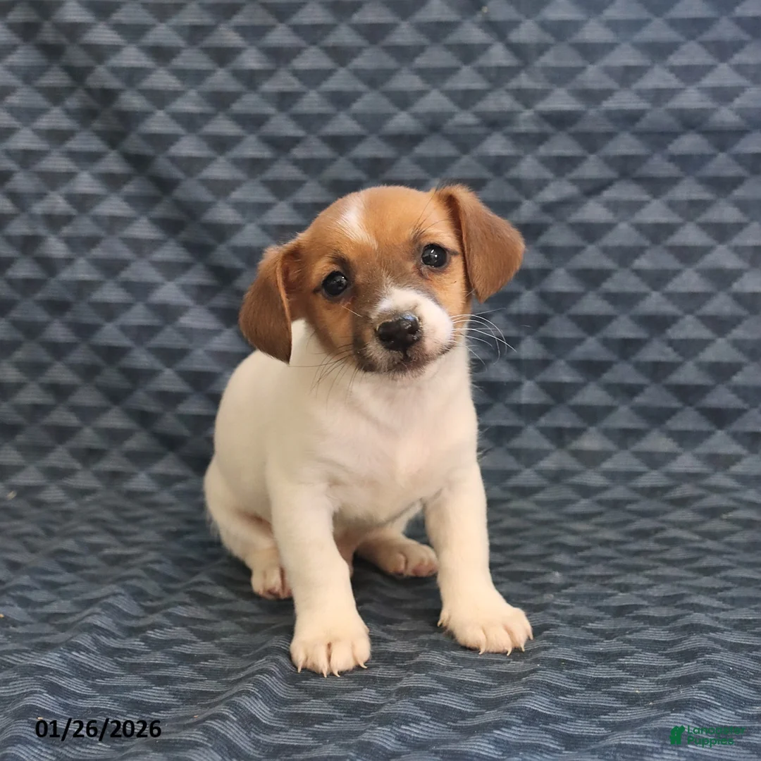 Jack Russell Terrier dogs for sale: Kevin - Ad 5