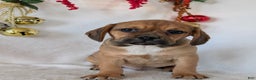 Puggle dogs for sale: Chuck  - Ad 1