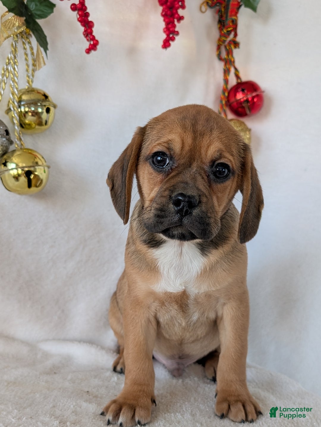 Puggle dogs for sale: Chuck  - Ad 1