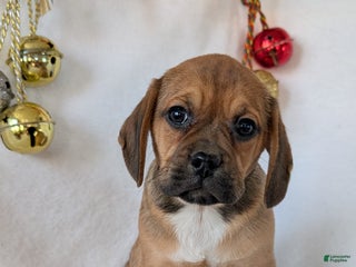 Puggle dogs Chuck - Ad 42