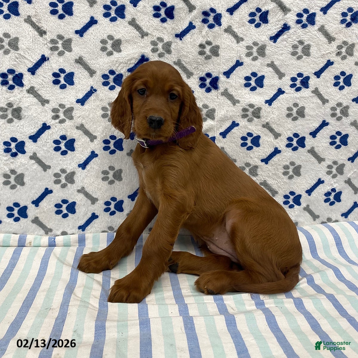 Irish Setter dogs Carley - Ad 2