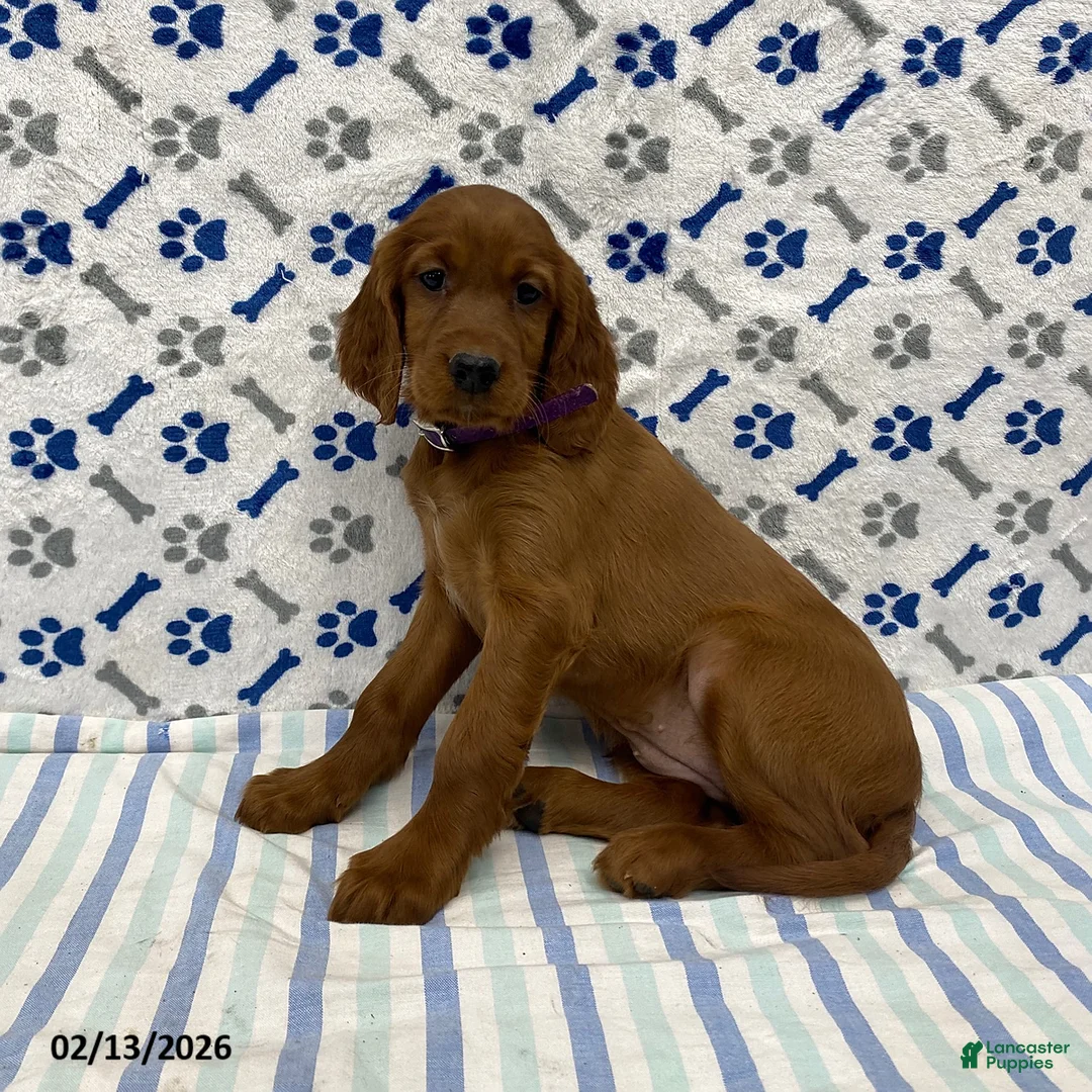 Irish Setter dogs for sale: Carley - Ad 2