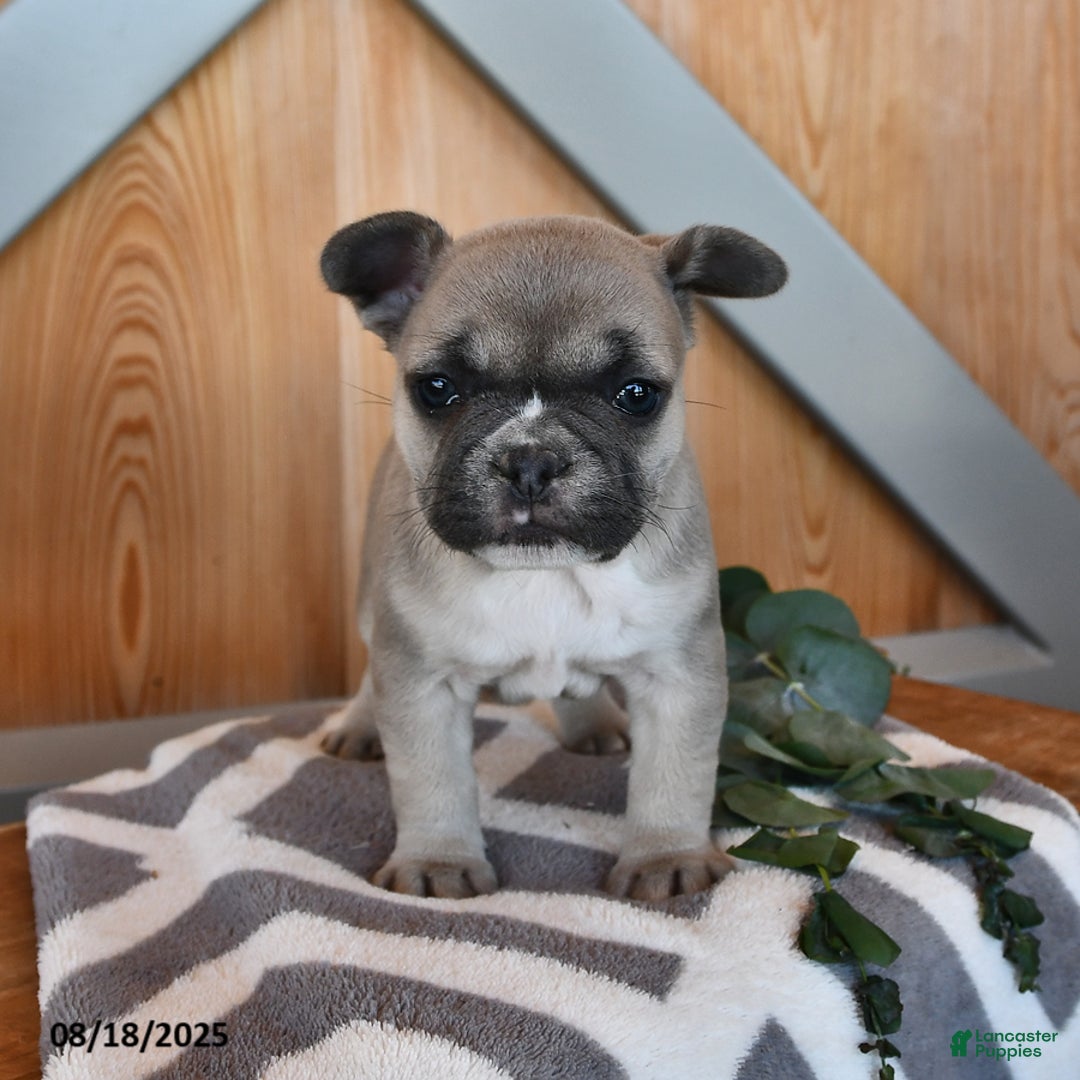 French Bulldog dogs for sale: Tia - Ad 11