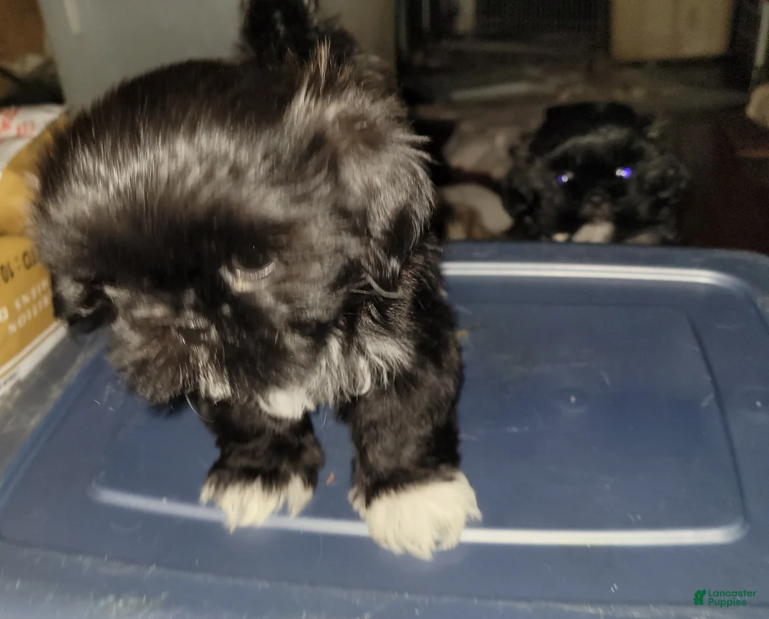 Shih Tzu dogs for sale: Crypto  - Ad 2