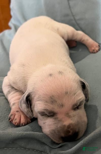 Dalmatian dogs Dalmatian Puppy 1 - Ad 4