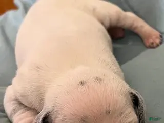 Dalmatian dogs Dalmatian Puppy 1 - Ad 4