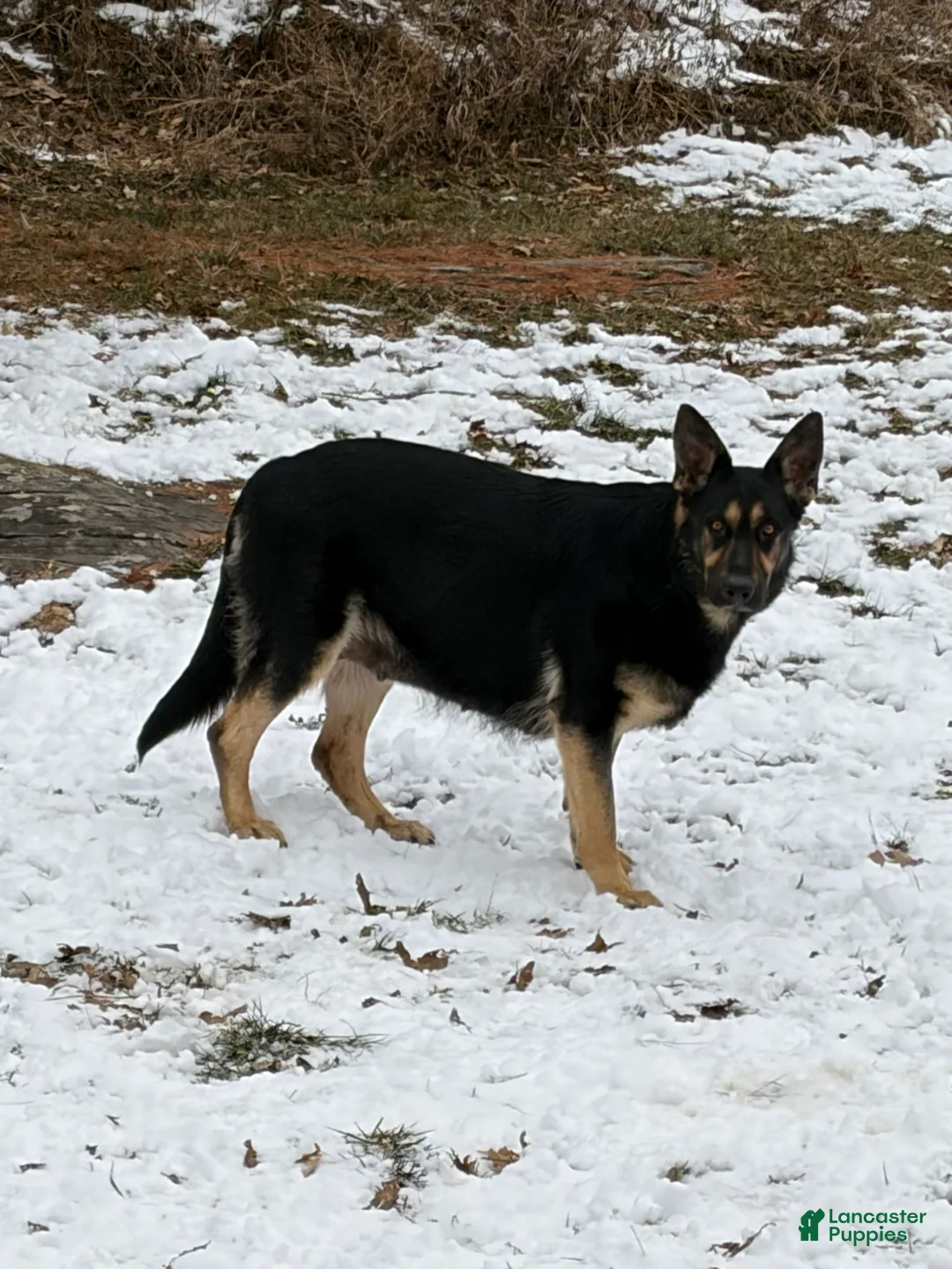 German Shepherd dogs for sale: German Shepherd Puppy 4 - Ad 10