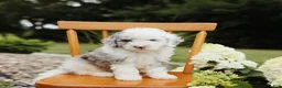 Mini Aussiedoodle dogs for sale: Sky - Ad 3