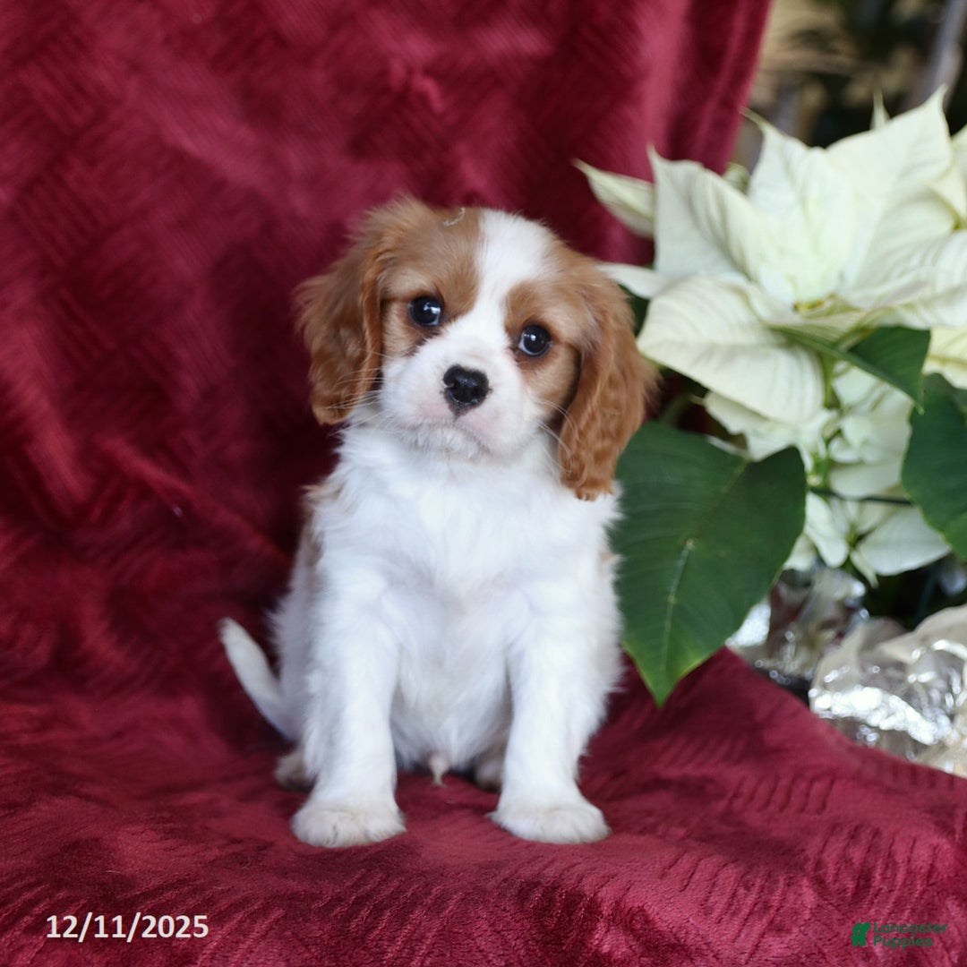 Cavalier King Charles Spaniel dogs for sale: Archie - Ad 3