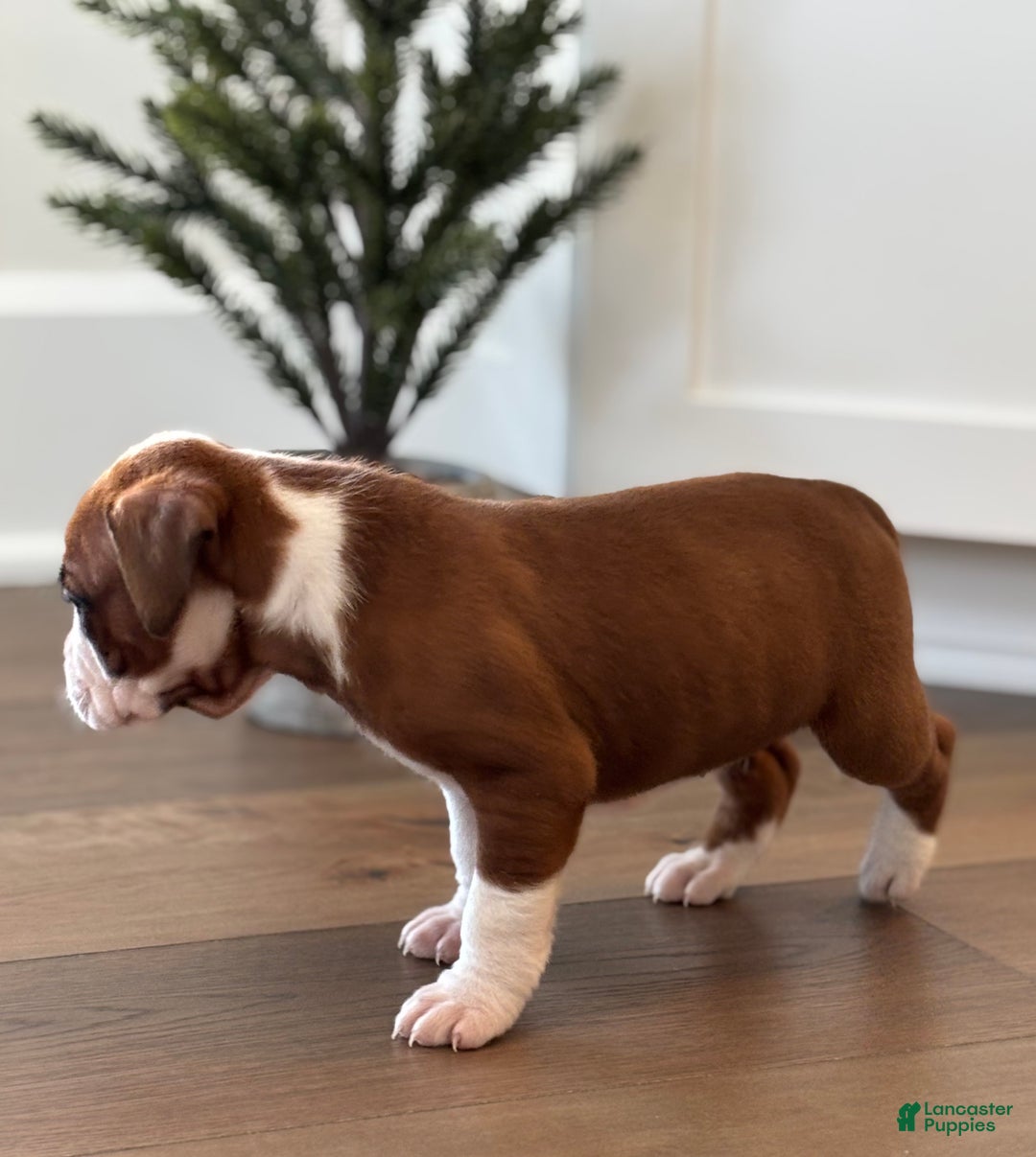 Boxer dogs for sale: Noel - Ad 9