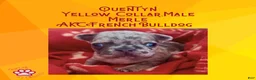 French Bulldog dogs for sale: Quentyn “Yellow” Collar, Male - Ad 8
