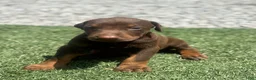 Doberman Pinscher dogs for sale: Blaze - Ad 1