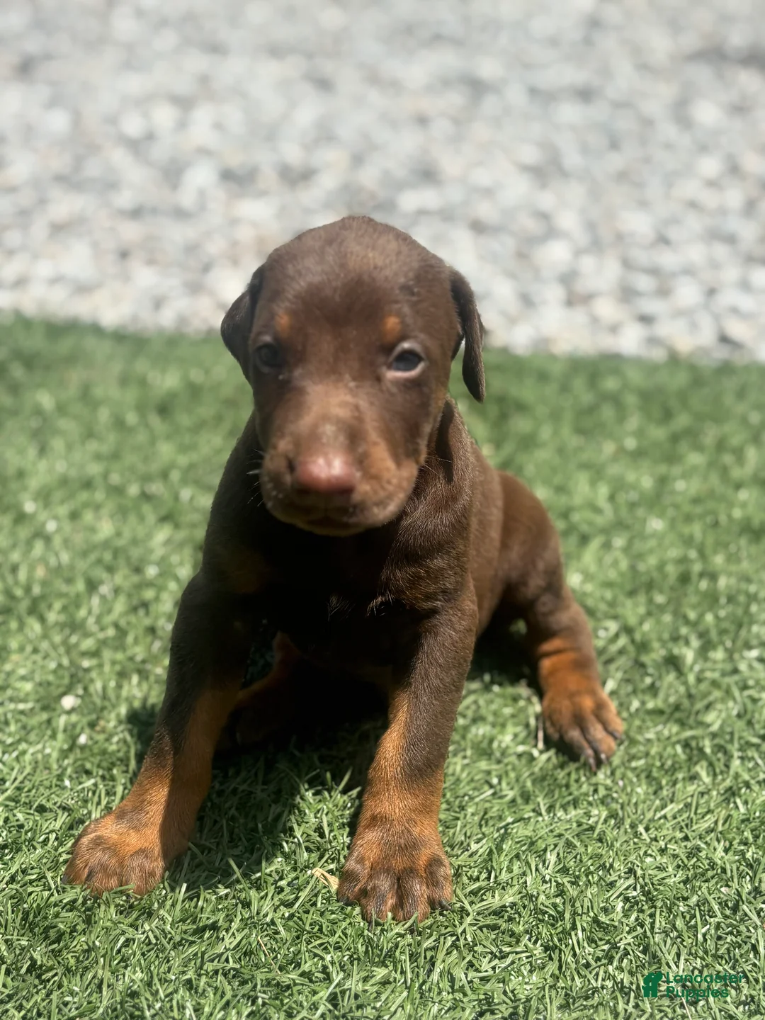 Doberman Pinscher dogs for sale: Blaze - Ad 1