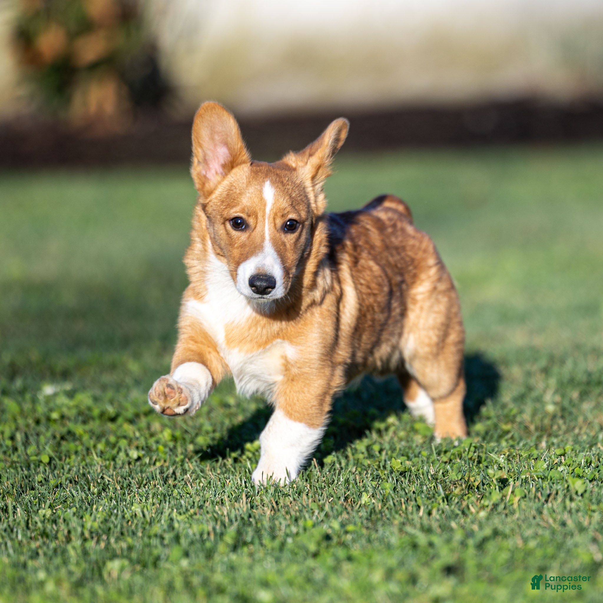 Welsh Corgi Pembroke dogs Kyler Welsh Corgi Pembroke - Ad 2