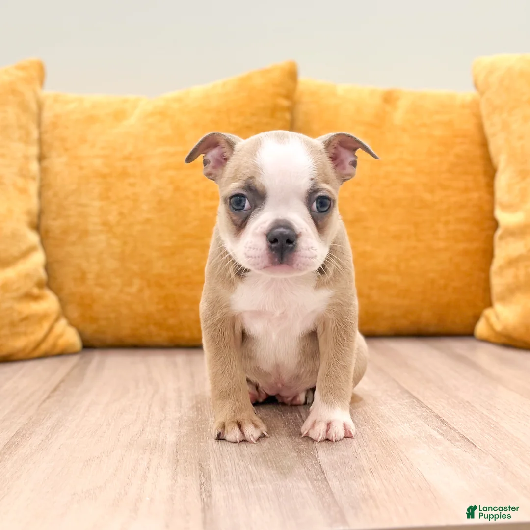 Boston Terrier dogs for sale: Amber - Ad 1