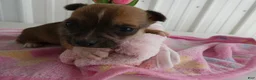 Chihuahua dogs for sale: Chihuahua Puppy 1 Mars - Ad 2