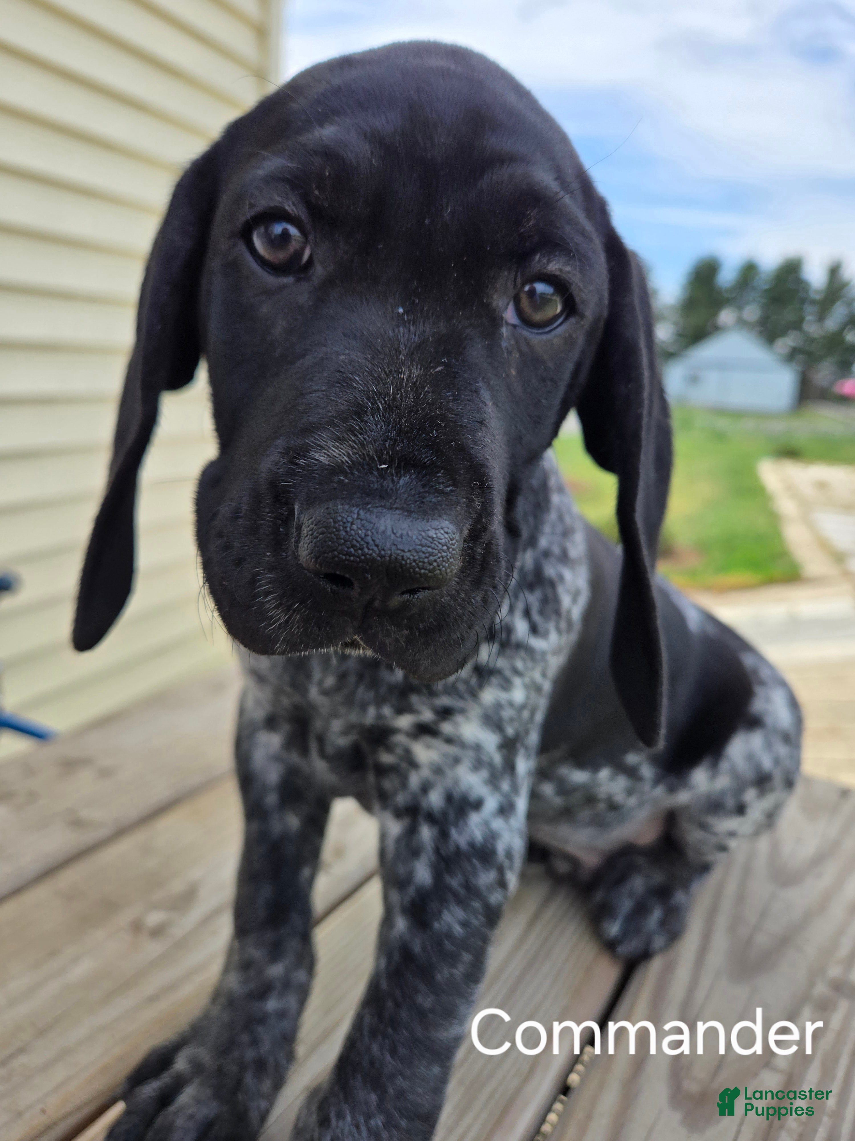 German Shorthaired Pointer dogs Commander  - Ad 2