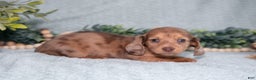 Miniature Dachshund dogs for sale: Khloe - Ad 1