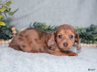 Miniature Dachshund dogs Khloe - Ad 19